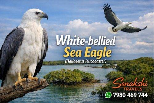 White-bellied-Sea-Eagle-Haliaeetus-leucogaster