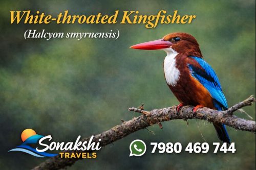 White-throated-Kingfisher-Halcyon-smyrnensis