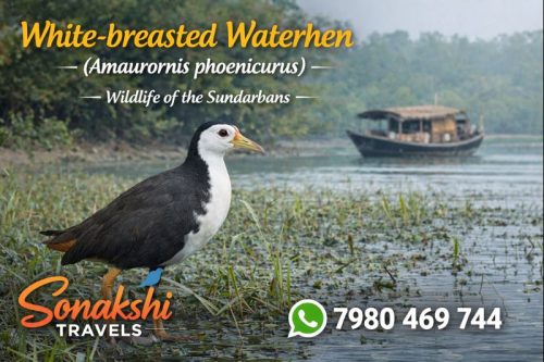 White‐breasted-Waterhen-Amaurornis-phoenicurus