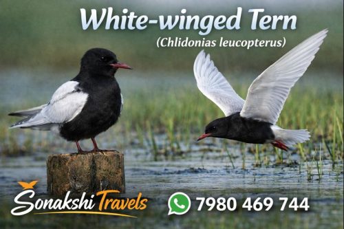 White‐winged-Tern-Chlidonias-leucopterus (1)
