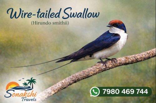 Wire-tailed-Swallow-Hirundo-smithii