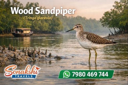 Wood-Sandpiper-Tringa-glareola