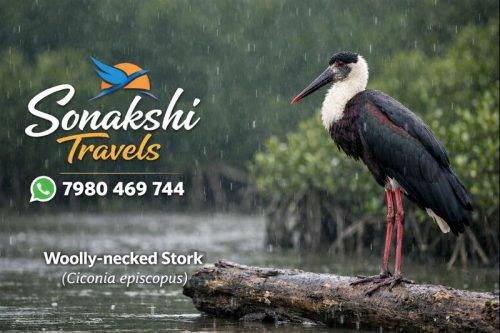 Woolly-necked-Stork-Ciconia-episcopus