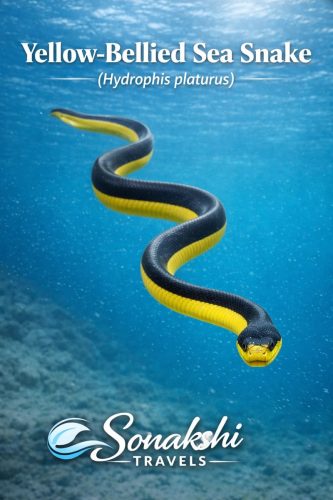 Yellow-Bellied-Sea-Snake-Hydrophis-platurus
