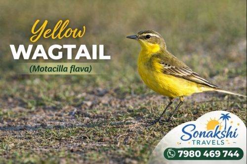 Yellow-Wagtail-Motacilla-flava