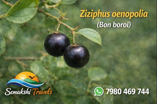 Ziziphus-oenopolia-Bon-Boroi